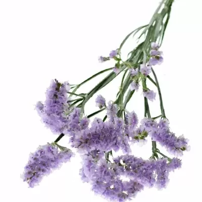 LIMONIUM SINUATUM ROSSI SUN BIRDS