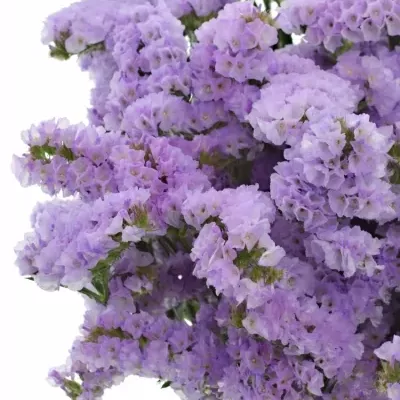 LIMONIUM SINUATUM ROSSI SUN BIRDS