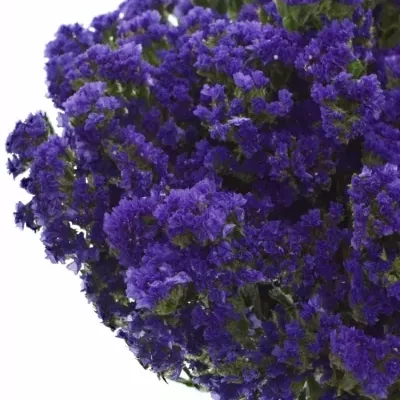 LIMONIUM SINUATUM SEA SUN BIRDS