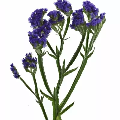 LIMONIUM SINUATUM SEA SUN BIRDS