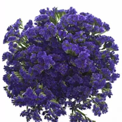 LIMONIUM SINUATUM SEA SUN BIRDS