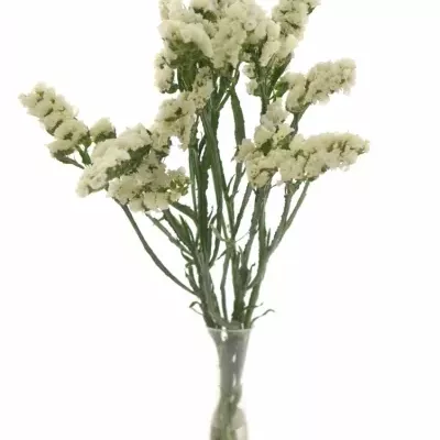 LIMONIUM SINUATUM SILVER SUN BIRDS