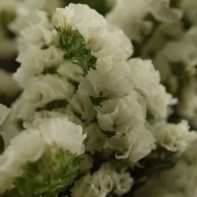 LIMONIUM SINUATUM SILVER SUN BIRDS