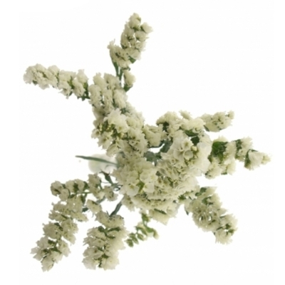 LIMONIUM SINUATUM SILVER SUN BIRDS