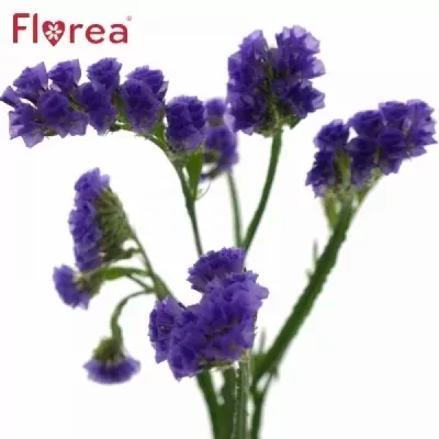 LIMONIUM SINUATUM SINUET BLUE