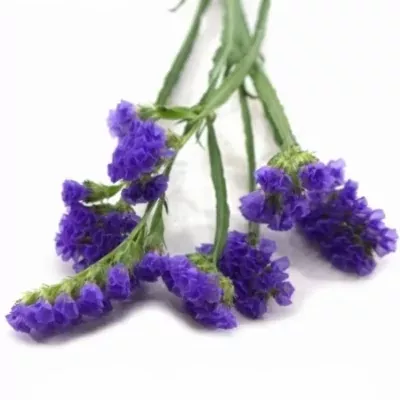 LIMONIUM SINUATUM SINUET BLUE