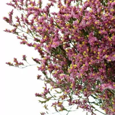 Limonium SINUATUM SOUL DIAMOND 65cm/22g