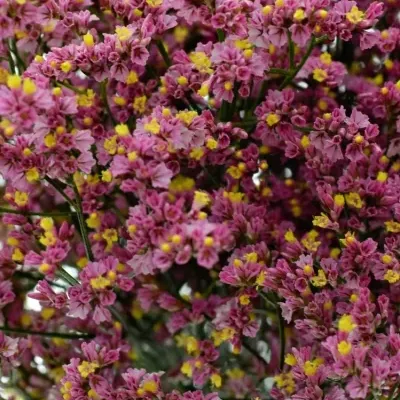 Limonium SINUATUM SOUL DIAMOND 65cm/22g