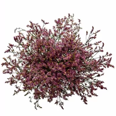 Limonium SINUATUM SOUL DIAMOND 65cm/22g