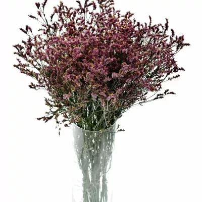 Limonium SINUATUM SOUL DIAMOND 65cm/22g