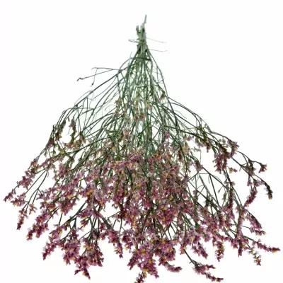 Limonium SINUATUM SOUL DIAMOND 65cm/22g