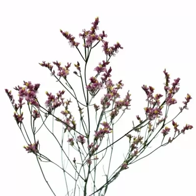 Limonium SINUATUM SOUL DIAMOND 65cm/22g