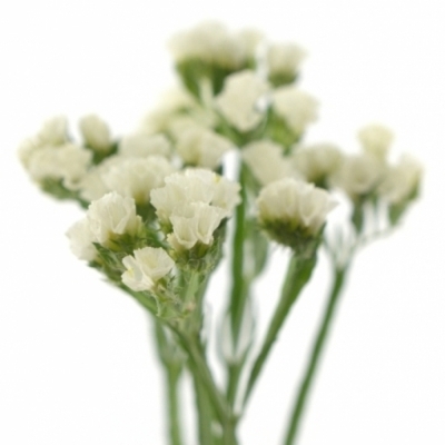 Limonium SINUATUM WHITE STARLIGHT WINGS 60cm/30g