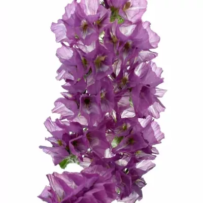 LIMONIUM SINUATUM SWEET WINGS 60cm/30g