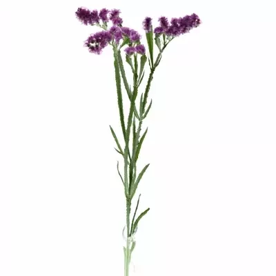 LIMONIUM SINUATUM SWEET WINGS 60cm/30g