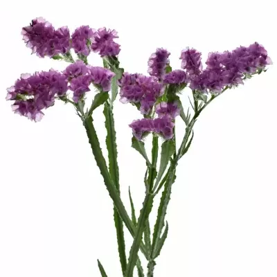 LIMONIUM SINUATUM SWEET WINGS 60cm/30g