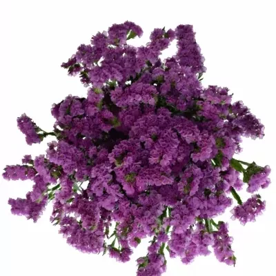 LIMONIUM SINUATUM SWEET WINGS 60cm/30g