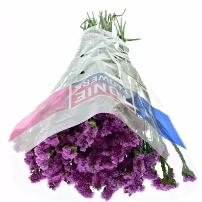 LIMONIUM SINUATUM SWEET WINGS 60cm/30g