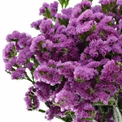 LIMONIUM SINUATUM SWEET WINGS 60cm/30g