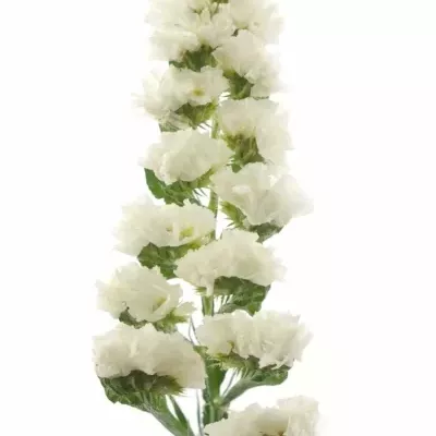 LIMONIUM SNOW BIRDS 70cm 70g