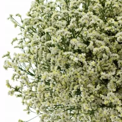 LIMONIUM WHITE DIAMON