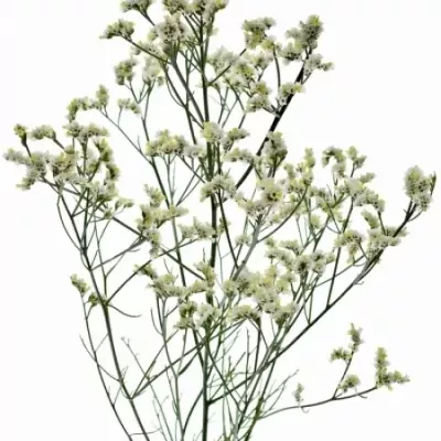 LIMONIUM WHITE DIAMON