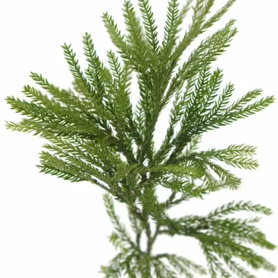 LYCOPODIUM