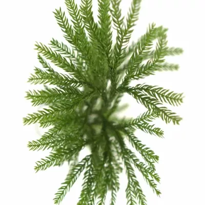 LYCOPODIUM