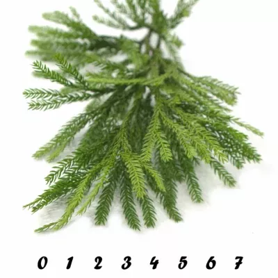 LYCOPODIUM