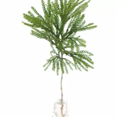 LYCOPODIUM