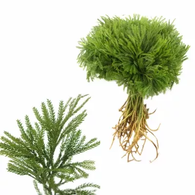 LYCOPODIUM