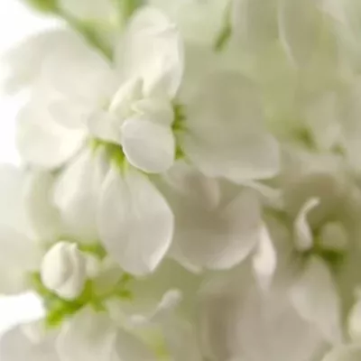 MATTHIOLA AIDA WHITE