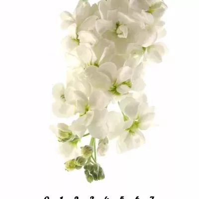 MATTHIOLA AIDA WHITE