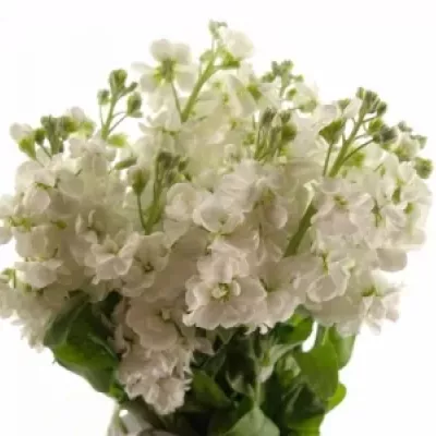 MATTHIOLA AIDA WHITE