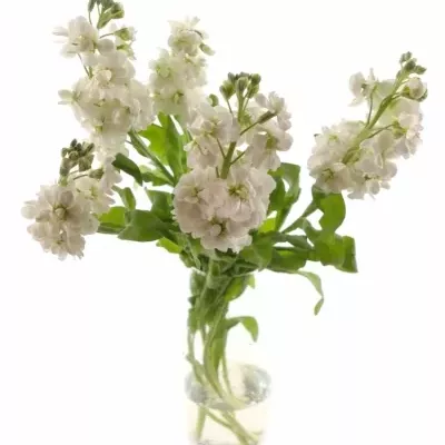 MATTHIOLA AIDA WHITE