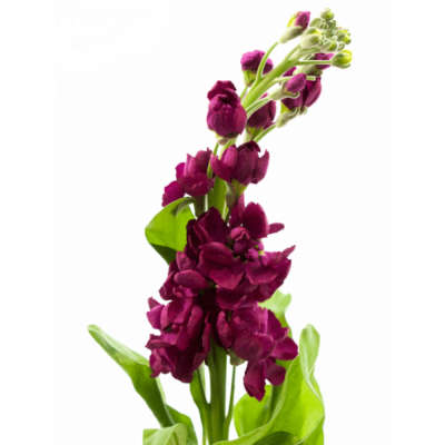 Matthiola ANYTIME RED