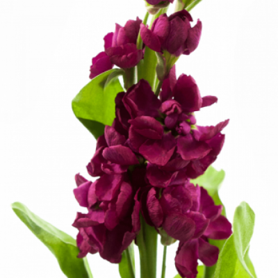 Matthiola ANYTIME RED