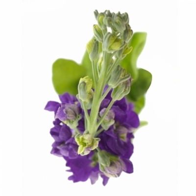 MATTHIOLA CENTUM DEEP BLUE