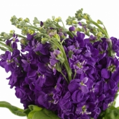 MATTHIOLA CENTUM DEEP BLUE