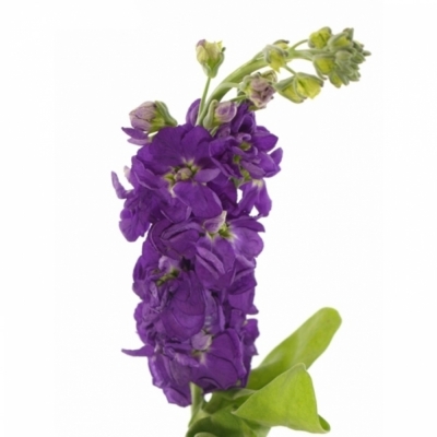 MATTHIOLA CENTUM DEEP BLUE