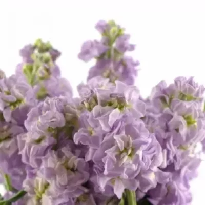 MATTHIOLA CENTUM LAVENDER