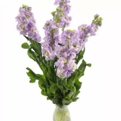 MATTHIOLA CENTUM LAVENDER