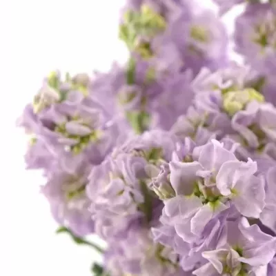 MATTHIOLA CENTUM LAVENDER