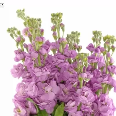 Matthiola CENTUM PINK