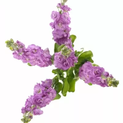 Matthiola CENTUM PINK