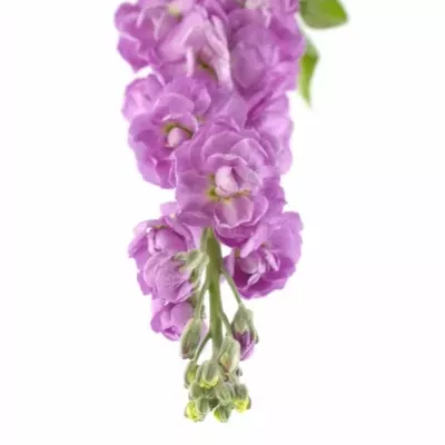 Matthiola CENTUM PINK