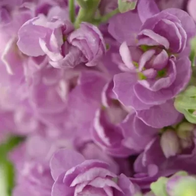 Matthiola CENTUM PINK