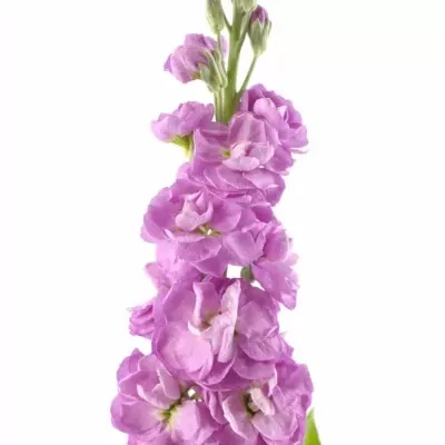 Matthiola CENTUM PINK