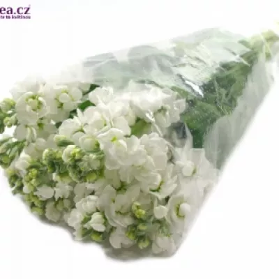 MATTHIOLA CENTUM WHITE