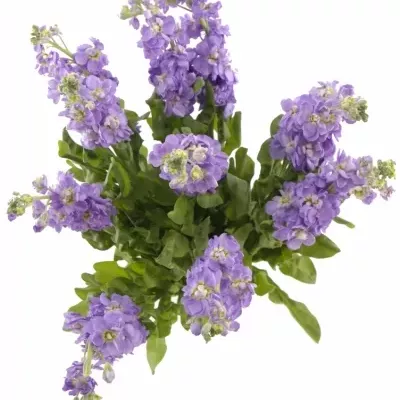 MATTHIOLA FIGARO LAVENDER